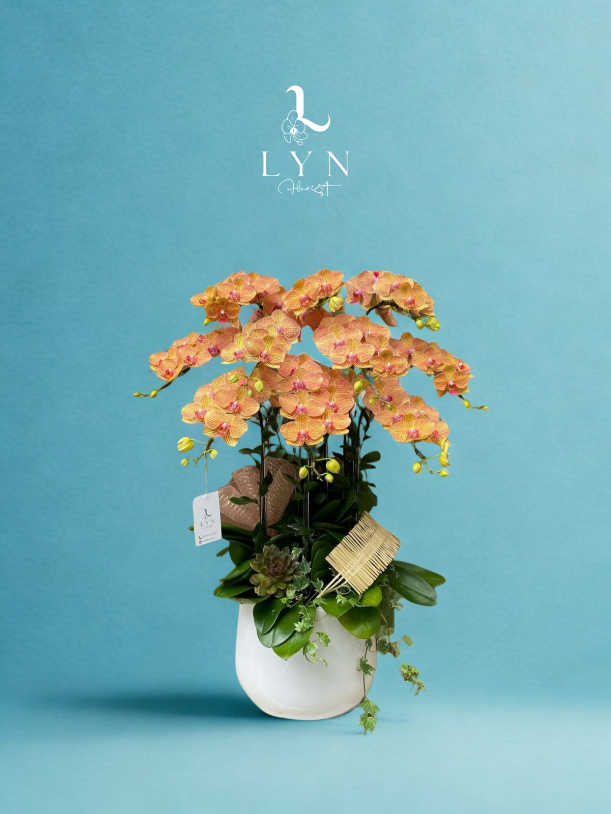 Chậu Hoa Lan Cam sọc